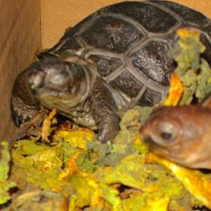 ALDABRA BREEDER