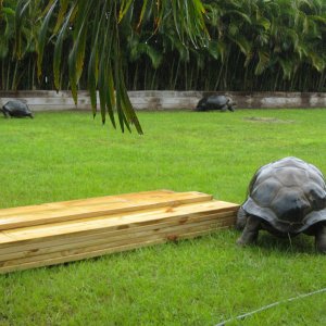 ALDABRA BREEDER