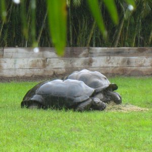 ALDABRA BREEDER