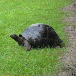 ALDABRA BREEDER