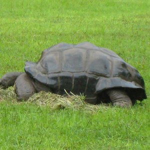 ALDABRA BREEDER