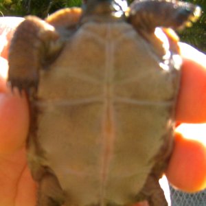 ALDABRA BREEDER