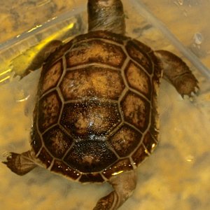 ALDABRA BREEDER