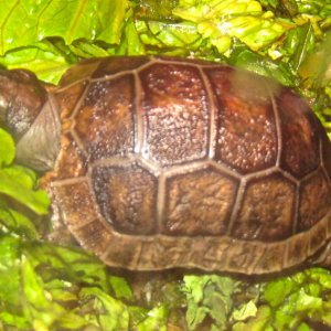 ALDABRA BREEDER