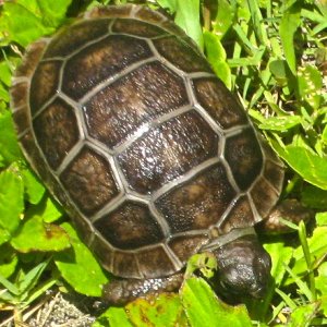 ALDABRA BREEDER