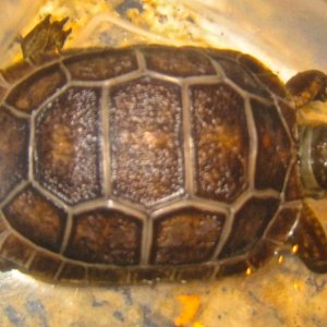 ALDABRA BREEDER