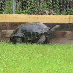 ALDABRA BREEDER