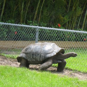 ALDABRA BREEDER