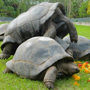 ALDABRA BREEDER