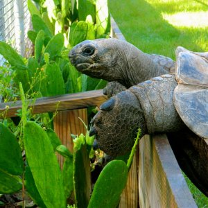 ALDABRA BREEDER