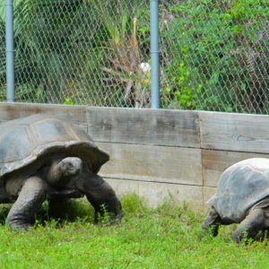ALDABRA BREEDER