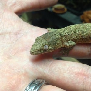 Baby Leachies