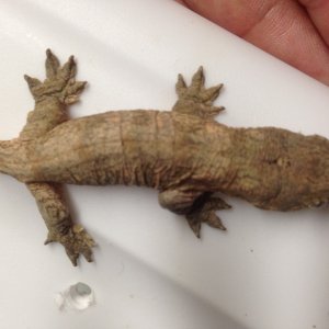 Baby Leachies