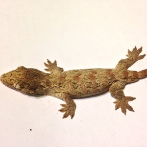 Baby Leachies