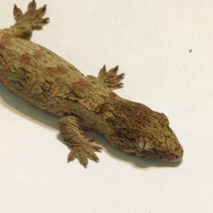 Baby Leachies