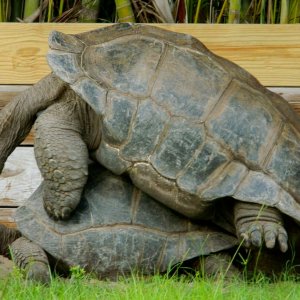 ALDABRA BREEDER