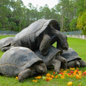 ALDABRA BREEDER