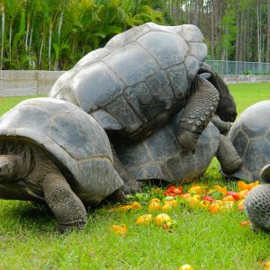 ALDABRA BREEDER