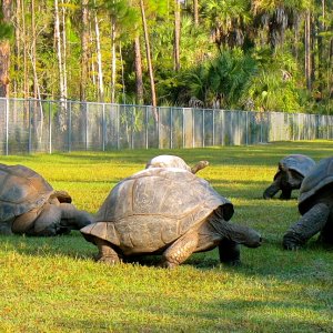 ALDABRA BREEDER