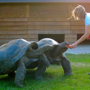 ALDABRA BREEDER