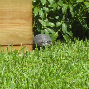 ALDABRA BREEDER
