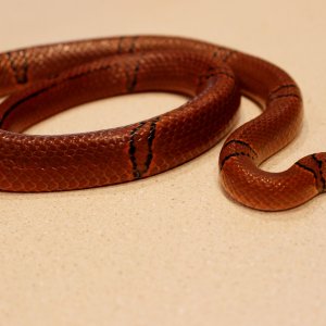 pulchra