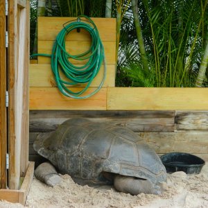 ALDABRA BREEDER