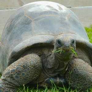 ALDABRA BREEDER