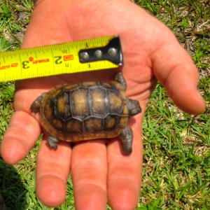 ALDABRA BREEDER