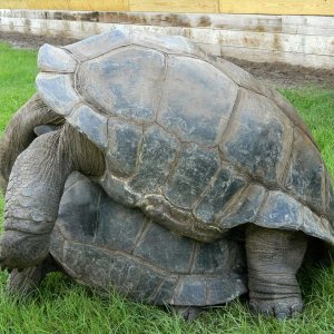 ALDABRA BREEDER