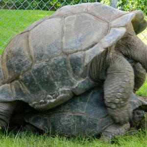 ALDABRA BREEDER