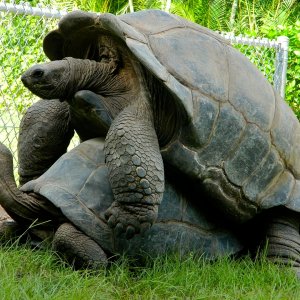 ALDABRA BREEDER