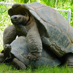 ALDABRA BREEDER