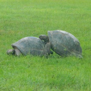 ALDABRA BREEDER