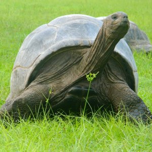ALDABRA BREEDER