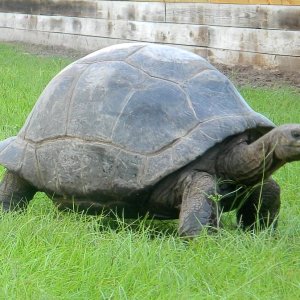 ALDABRA BREEDER