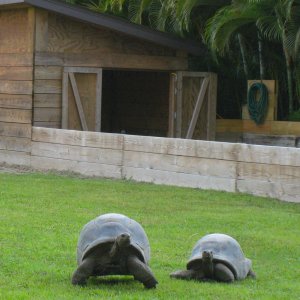 ALDABRA BREEDER