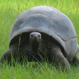 ALDABRA BREEDER
