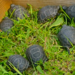 ALDABRA BREEDER