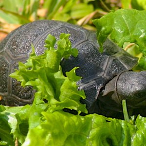 ALDABRA BREEDER