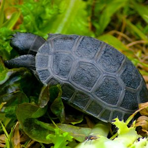 ALDABRA BREEDER