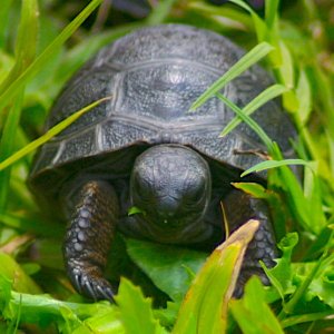 ALDABRA BREEDER