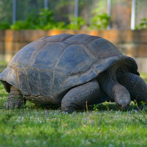 ALDABRA BREEDER