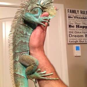 Axanthic blue iguanas