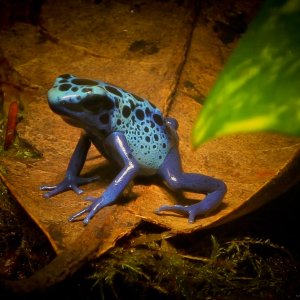 Dart Frog Collection