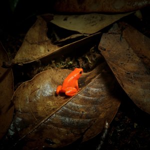 Dart Frog Collection