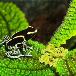 Dart Frog Collection