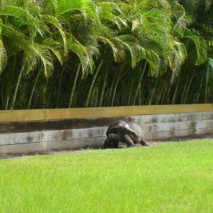 ALDABRA BREEDER
