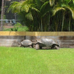 ALDABRA BREEDER
