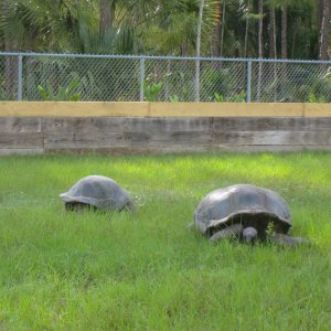 ALDABRAMAN // ALDABRA TORTOISE BREEDERS